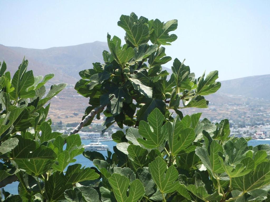 Villas Georgy Πάρος Εξωτερικό φωτογραφία